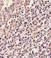 PSMB9 Antibody (C-term)